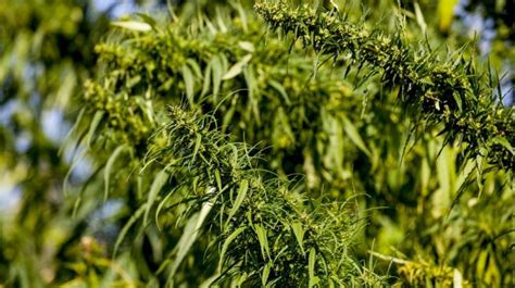  Hemp – Włókno przyszłości w przemyśle tekstylnym i spożywczym?