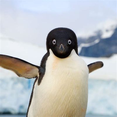 How to Become a Special Education Lawyer: Unraveling the Mystery of Why Penguins Can't Fly