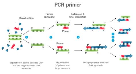 How to Design qPCR Primers: When Science Meets the Art of Molecular Origami