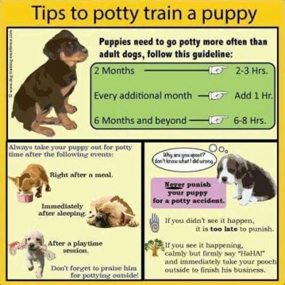 What Age Should You Start Potty Training a Puppy, and Why Do Some Dogs Prefer to Dance Before They Pee?